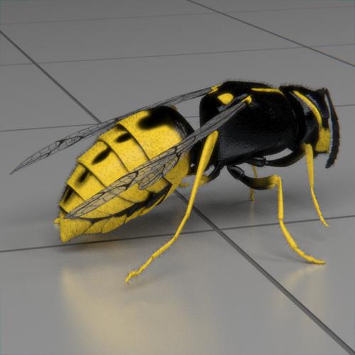 wasp animated preview image